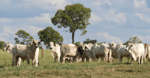 Estudo ajuda a identificar gado resistente às variações climáticas.