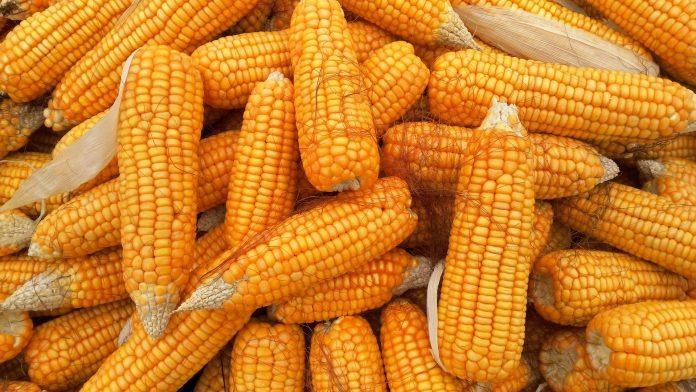 Mercado de milho espera dia calmo nos negócios, com comprador retraído