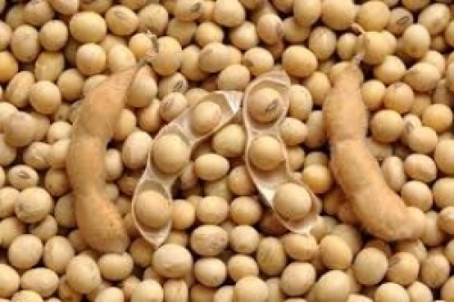 Preços da soja são limitados por disputa comercial EUA e China e por progresso nas lavouras