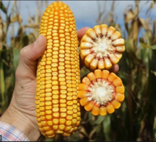 Cotações do milho fecham a quinta-feira em baixa após dados de exportação do USDA