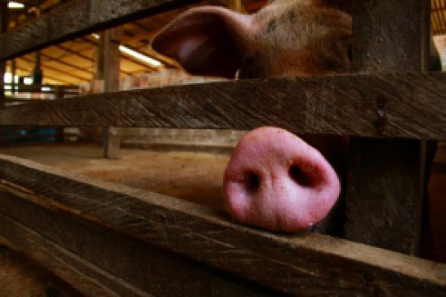 Peste suína: FAO eleva para 6,2 milhões o número de animais abatidos.