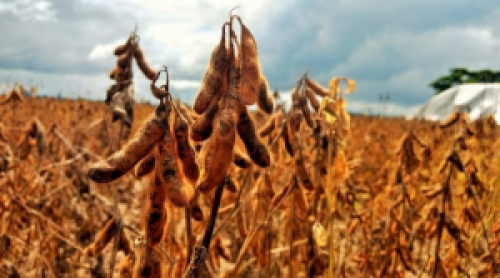 USDA deve reduzir previsão de safra de soja dos EUA em 2019.