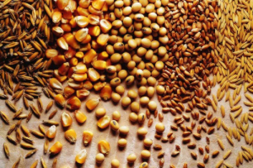 Conab: safra de grãos deve crescer 1,6%, atingindo 245 milhões de toneladas.