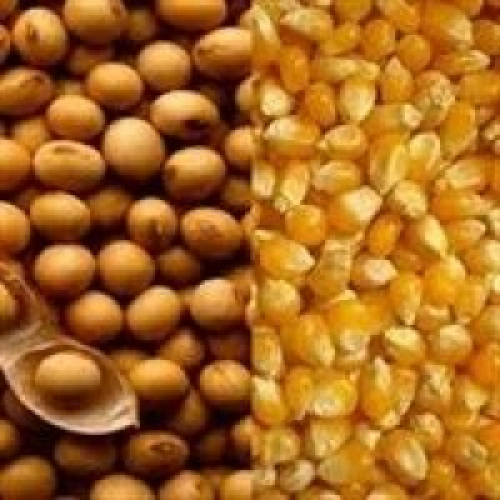 USDA corta previsões de produção de milho e soja nos EUA.