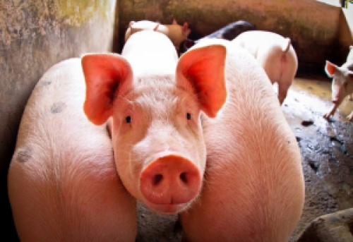 Peste suína: número de animais mortos sobe 400 mil em duas semanas.