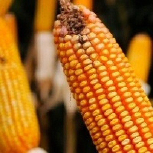 Demanda firme impulsa preços do milho há cinco semanas.