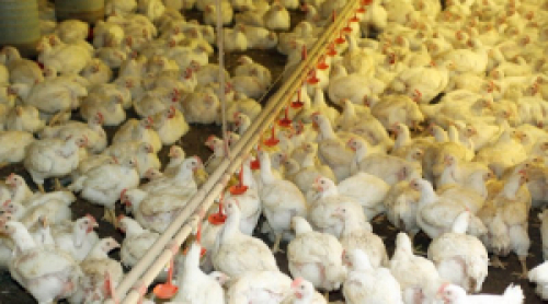 Preço do frango sobe, mas custo de produção preocupa setor.