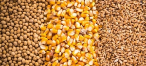 Importação chinesa de soja e milho aumenta em setembro.