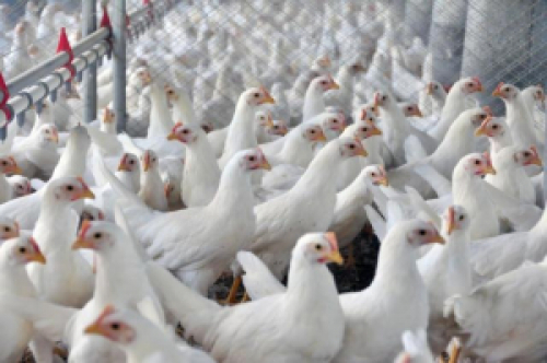 Brasil assina primeiro seguro avícola do mundo.