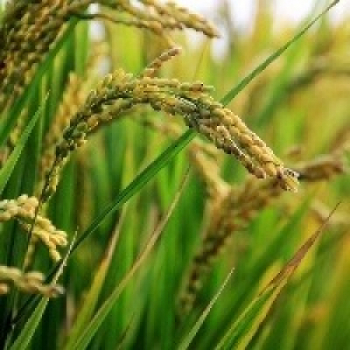 Preços do arroz seguem em alta neste início de novembro.