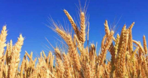 Brasil libera importação de 750 mil t de trigo sem tarifas.