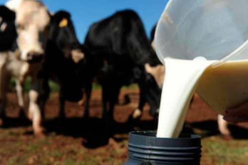 Brasil perdeu quase 13% das fazendas leiteiras entre 2006 e 2017.