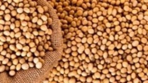 USDA coloca Brasil como o segundo maior produtor mundial de soja