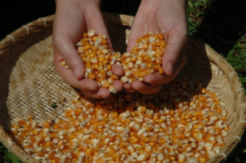 Oferta restrita deve sustentar preços do milho no Brasil.