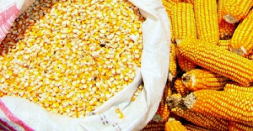 Demanda brasileira de milho saltará em 2020 por produção de carnes e etanol, diz Rabobank.