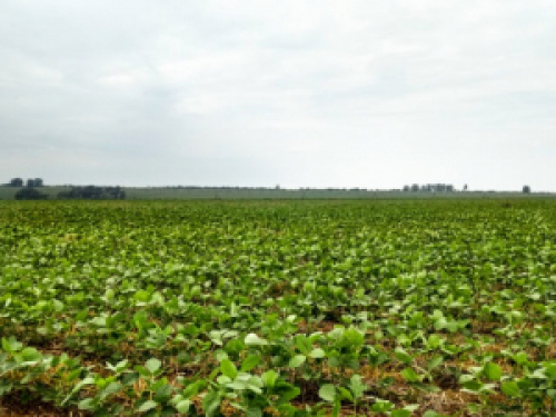 Brasil terá maior safra de soja da história, diz Safras & Mercado.