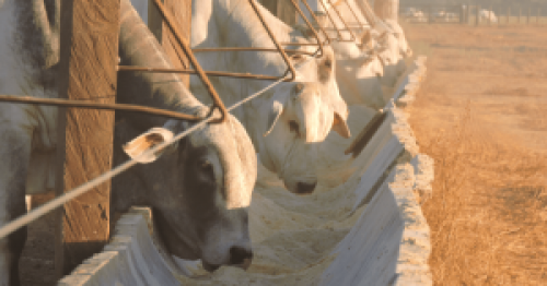 Confinamento pode ir a 6 milhões de bovinos em 2020.