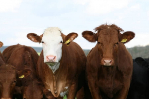 Abate de bovinos cresce 7% em relação ao trimestre anterior, indica IBGE.