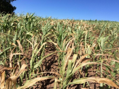 RS: produtora prevê perda de até 80 porcento da lavoura de milho por causa da seca
