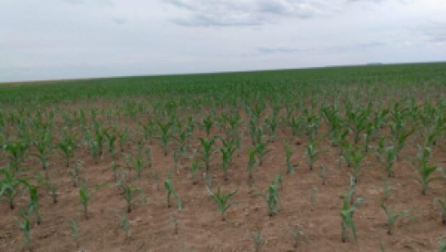 Seca no Rio Grande do Sul deve reduzir safra de milho em 33%.