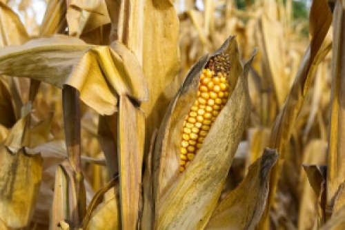 Oferta limitada no Brasil deve garantir suporte aos preços do milho.