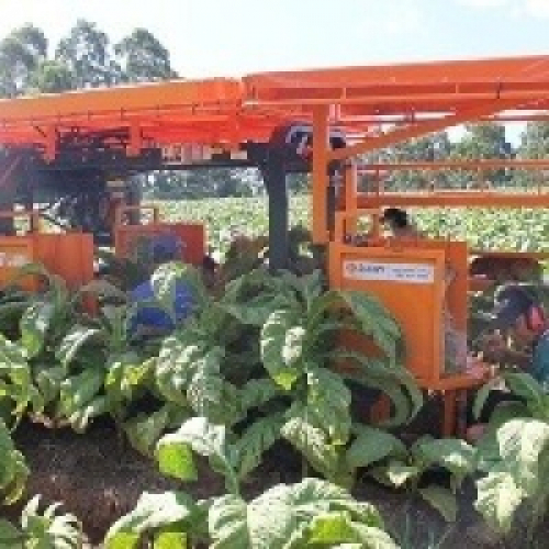 Agricultores apostam em máquina para colheita de tabaco.
