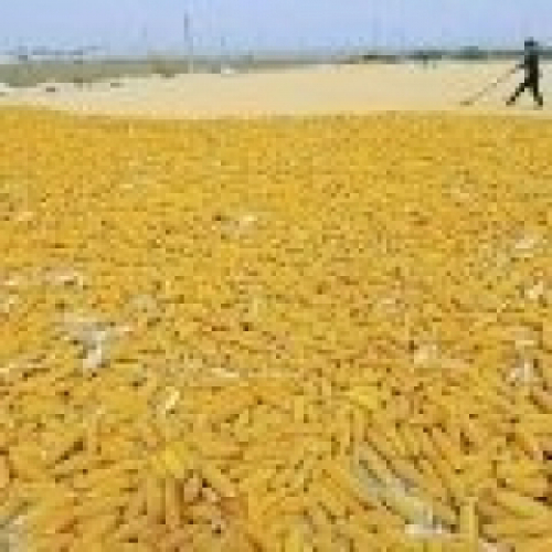Quedas do milho se intensificam após relatório do USDA.