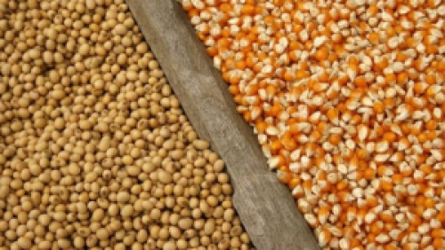 Brasil deve vender 15% menos soja para China. 
