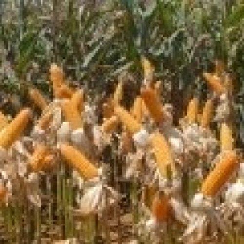 USDA estima área de milho maior nos EUA e cotações seguem com baixas em Chicago.