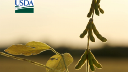 Outlook Forum: USDA estima menores estoques de soja em 4 safras para os EUA em 2020/21.