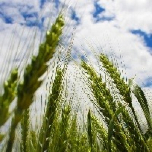 Fórum reforça importância do trigo para o sistema de produção.