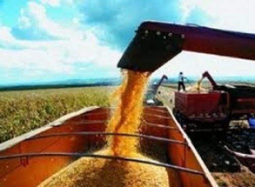 Valorização do milho no mercado interno continua.