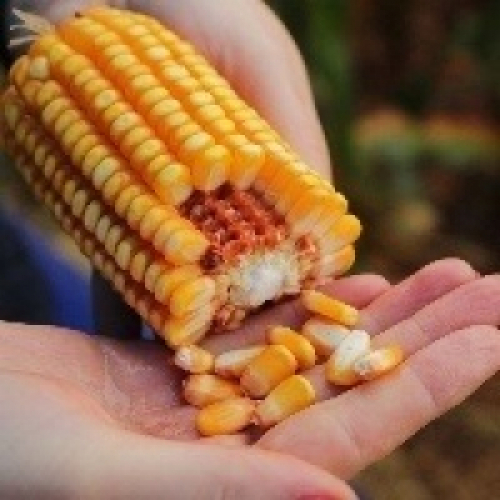Preço do milho sobe no Brasil, confira algumas praças.