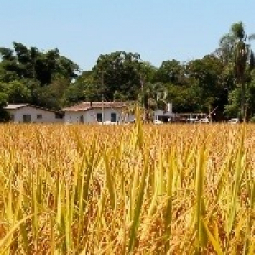 Colheita do arroz no RS atinge 47,7%