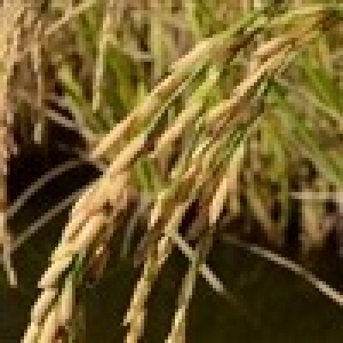 Exportações de arroz aumentam 75,6%