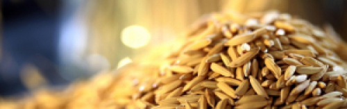 Arroz - Balanço Semanal: Preço do arroz continua em expressiva alta.