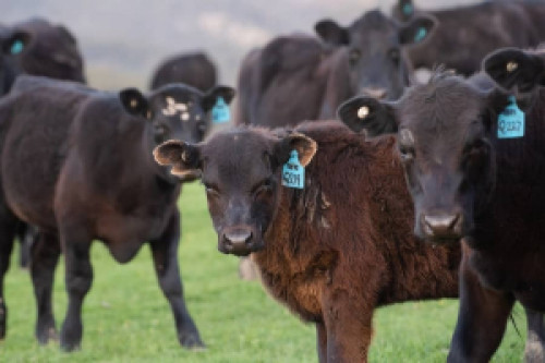 Exportações totais de carne bovina crescem 21% em maio, aponta ABRAFRIGO.