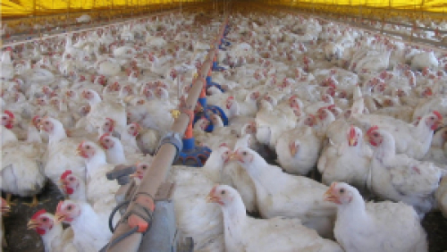 Preço do frango sobe com retomada da atividade econômica pelo país.