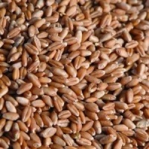 RS deve iniciar compra de trigo uruguaio