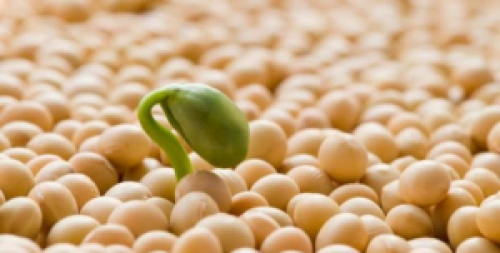 Brasil deve cultivar quase 38 mi de ha de soja em 2020/21.
