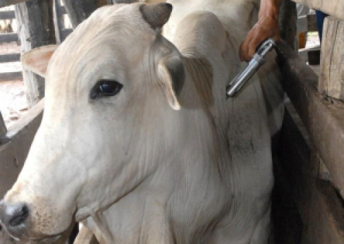 Aftosa: Santa Catarina mantém proibição de entrada de bovinos de outros estados