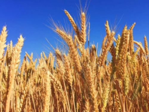 Plantio do trigo e clima centralizaram atenções do mercado em julho