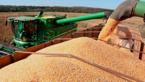 Preço do milho deve seguir ao redor dos R$ 60,00 no Brasil