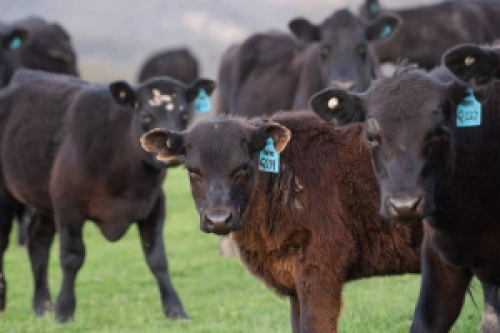 Exportação de carne bovina atinge 163,220 mil t em agosto – Secex