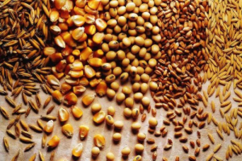 Recorde na produção de grãos é ainda maior; Conab revisa safra 2019/20.