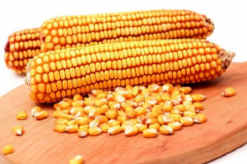 Oferta ajustada deve sustentar cotações do milho no Brasil