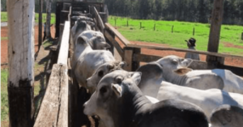 Gargalos competitivos da cadeia produtiva da carne bovina brasileira