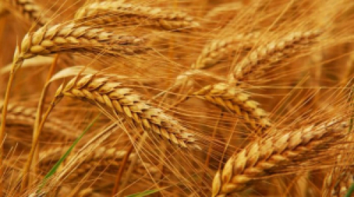 Restrição da oferta de trigo na Argentina preocupa compradores brasileiros