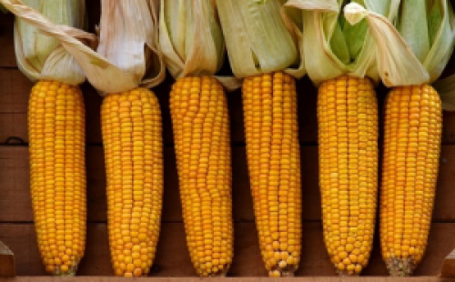 Com oferta limitada, preços do milho devem seguir aquecidos no país.