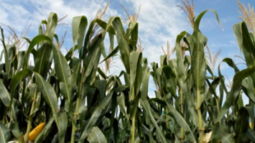 Produtor retém oferta e preços do milho devem seguir firmes no Brasil